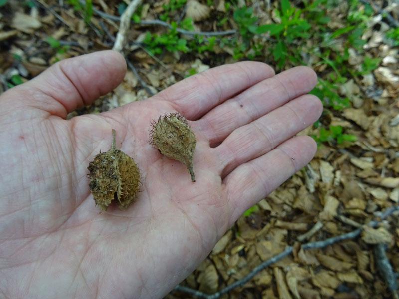 Plantule di....Fagus sylvatica